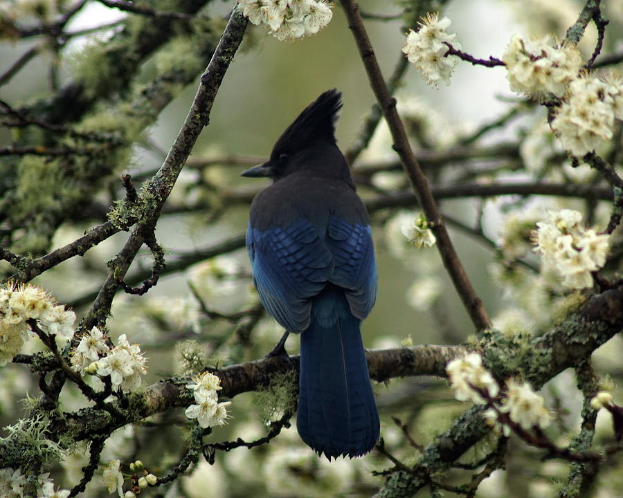 Stellars Jay in Dragonfly Forest #2 Photograph by Ben Upham III