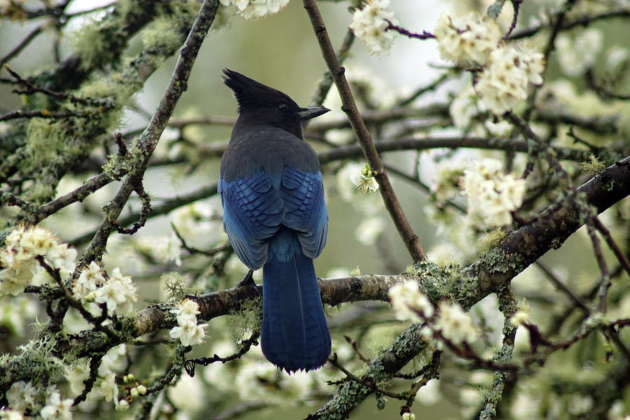 Stellars Jay in Dragonfly Forest #3 Photograph by Ben Upham III