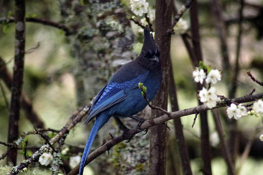 Stellars Jay in Dragonfly Forest #4 Photograph by Ben Upham III