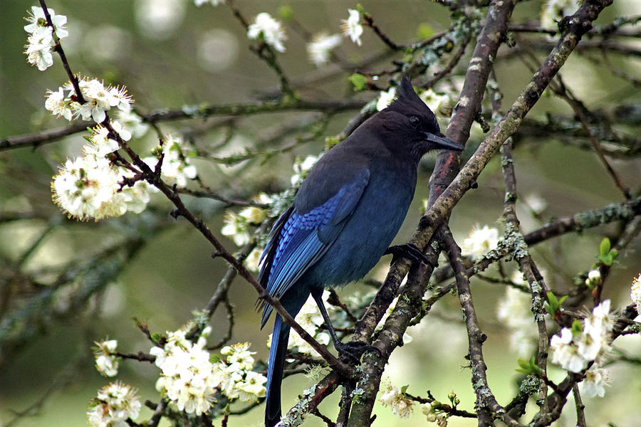 Stellars Jay in Dragonfly Forest #6 Photograph by Ben Upham III