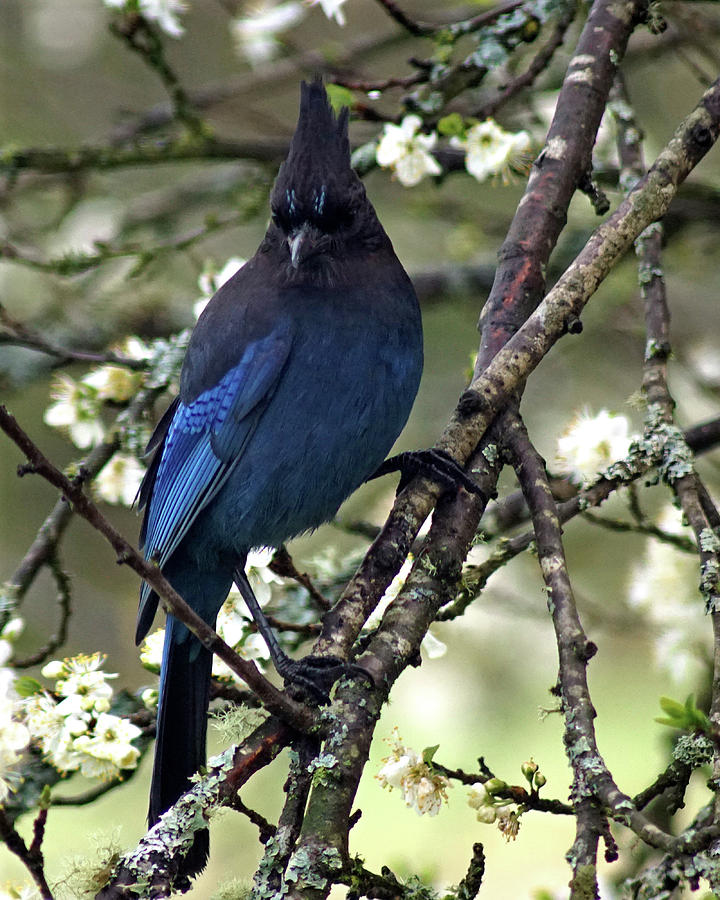 Stellars Jay in Dragonfly Forest #7 Photograph by Ben Upham III