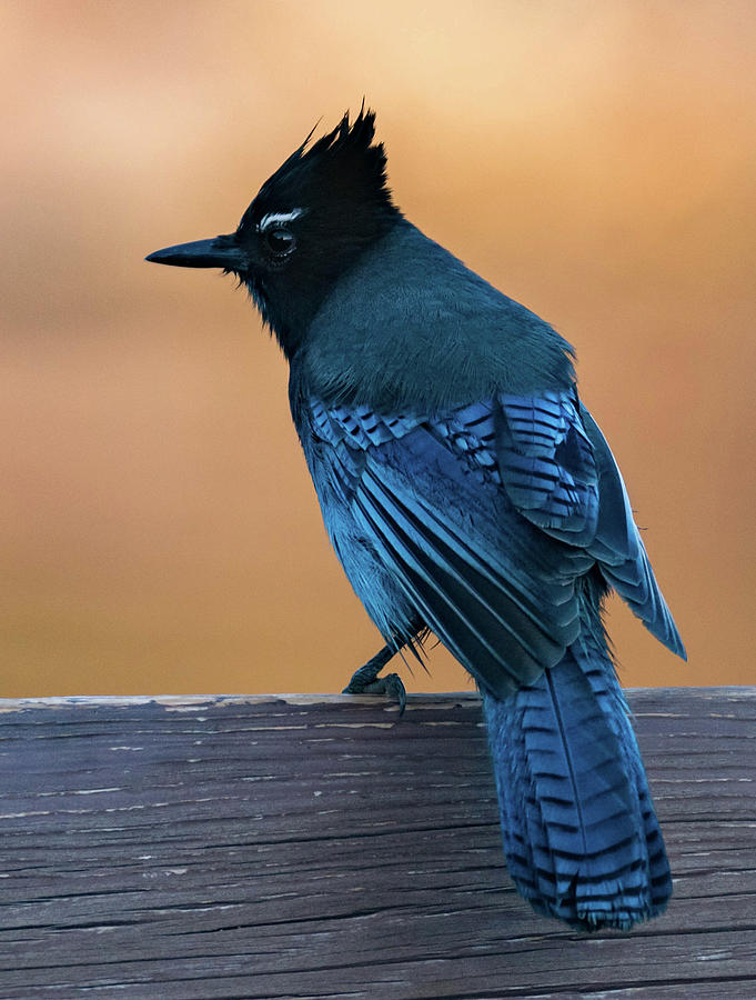 Bird Photograph - Stellars Jay by Jody Partin