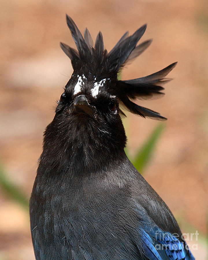 Stellars Jay With Rock Star Hair Photograph by Max Allen
