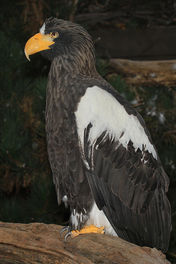 Stellars Sea Eagle Photograph by John Absher | Fine Art America