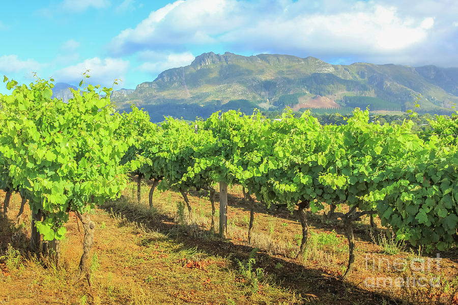 Stellenbosch Vineyards South Africa Photograph by Benny Marty