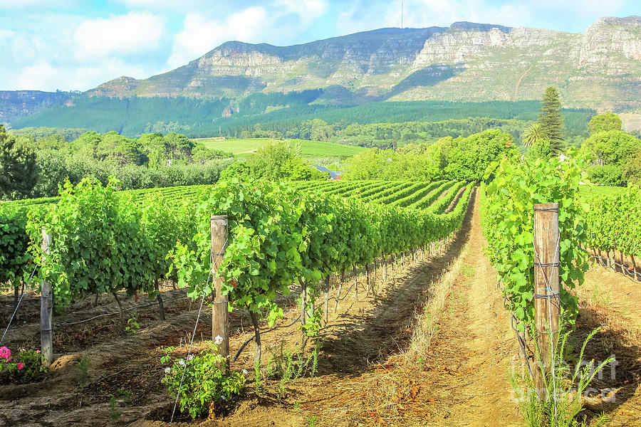Stellenbosch wine farm Photograph by Benny Marty