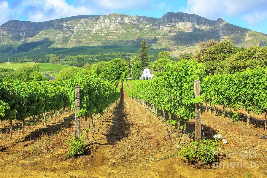 Stellenbosch Wine Route Photograph by Benny Marty