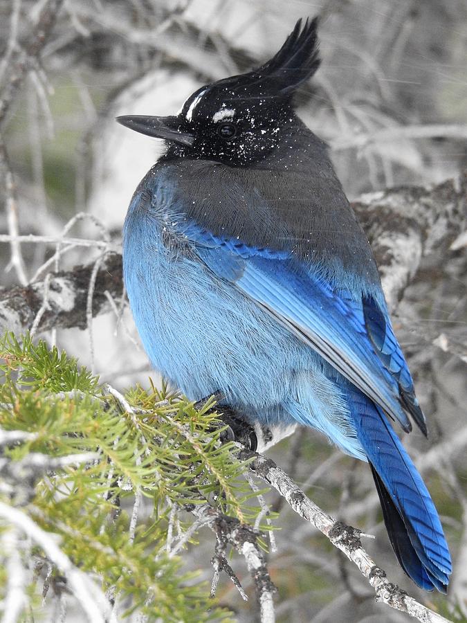 Steller Jay caught in a Storm Photograph by Nicole Belvill