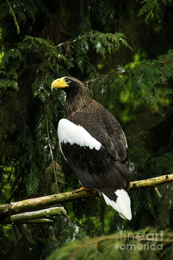 Steller Sea-Eagle Photograph by Louise Magno