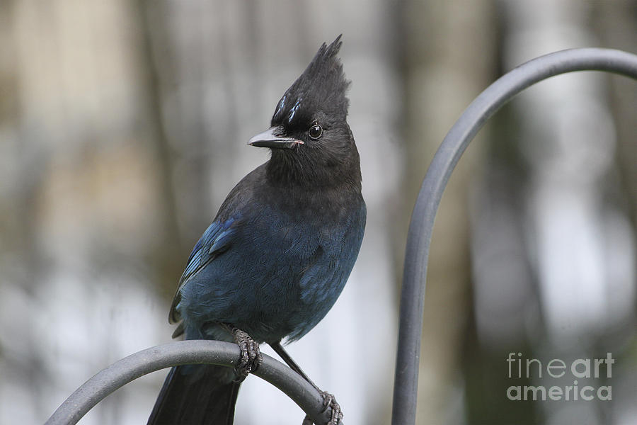 Blue Jay Photograph - Stellers Jay 2 by Carolyn Brown