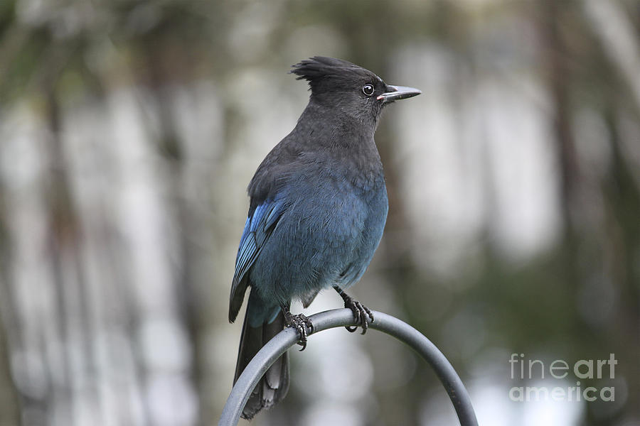 Stellers Jay 3 Photograph