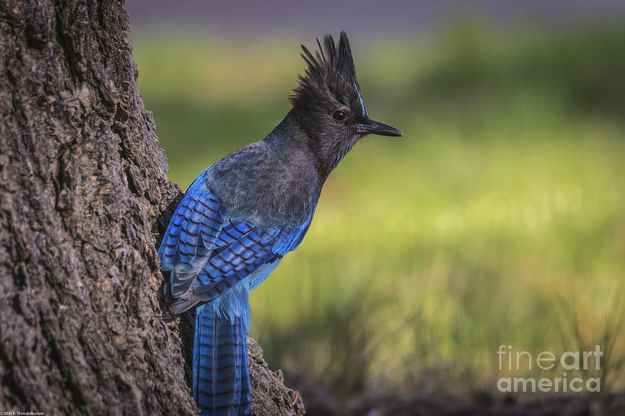 Blue Jay Photograph - Stellers Jay 3 by Mitch Shindelbower