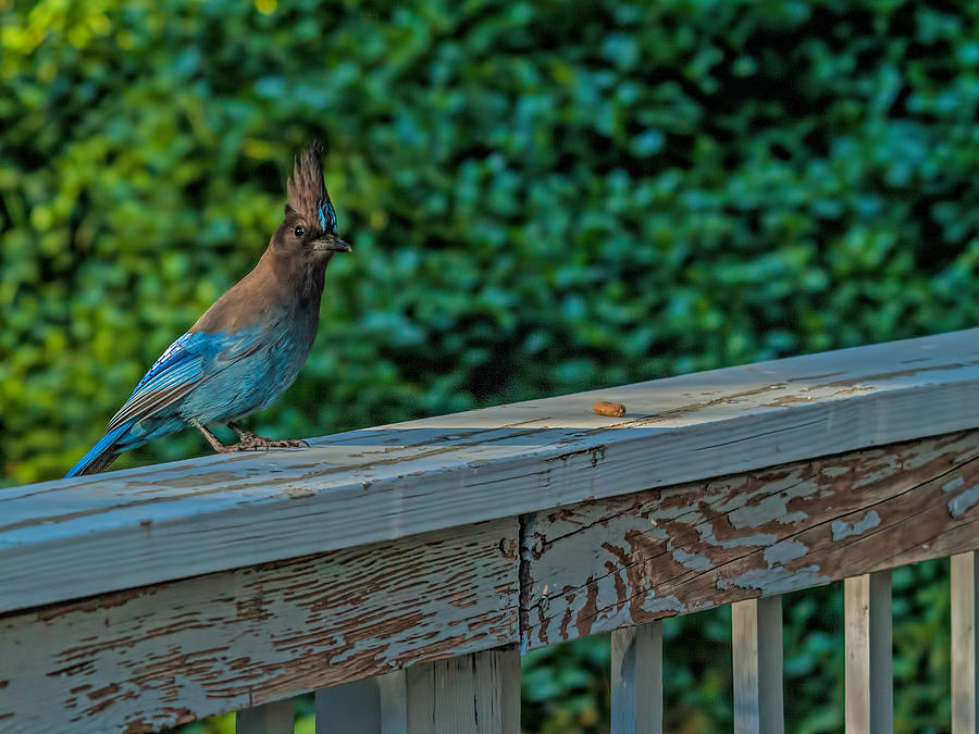 Stellers Jay Photograph by Alana Thrower