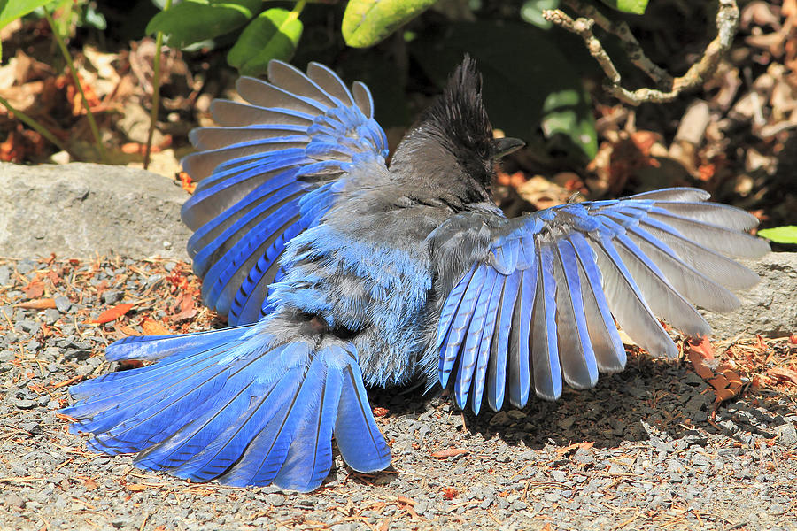 Blue Jay Wing Bird Feathers Broken Colored Pencil Art Print 