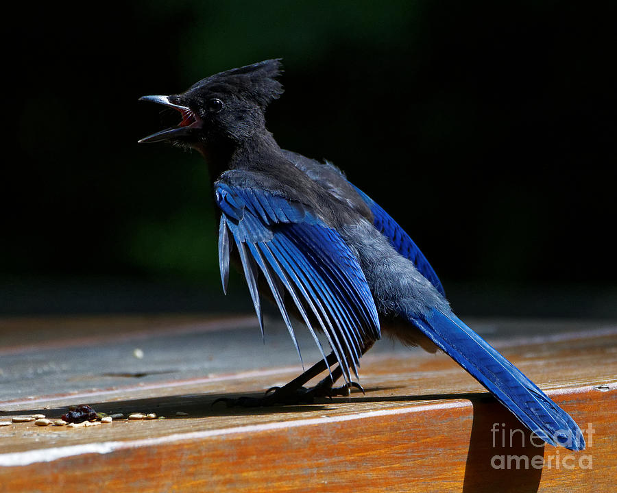 Stellers Jay Call Photograph By Sue Harper