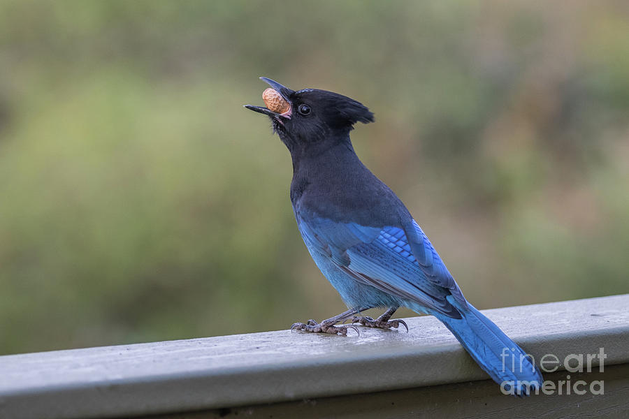 Stellers Jay Photograph by Eva Lechner