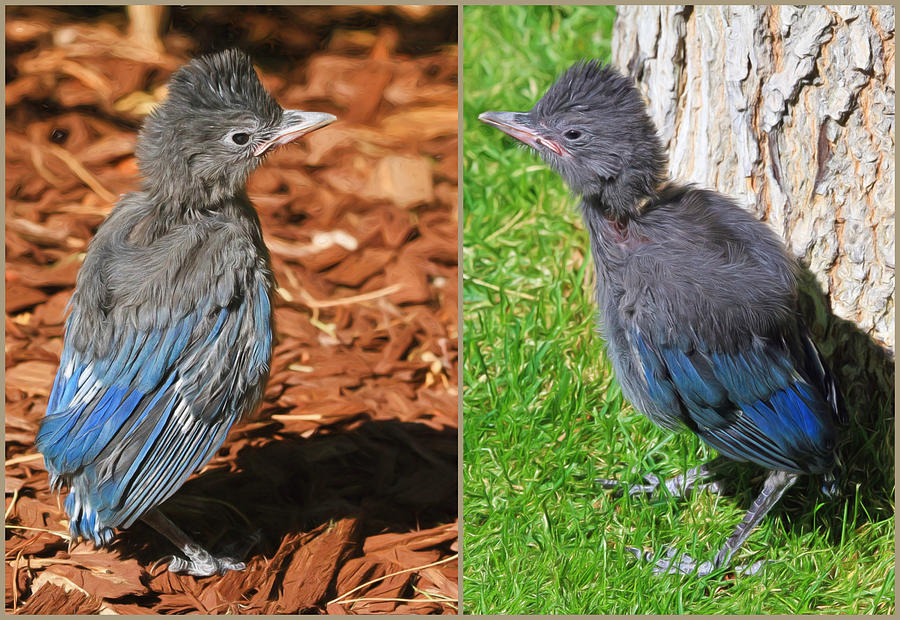 Stellers Jay Fledglings Photograph by Donna Kennedy