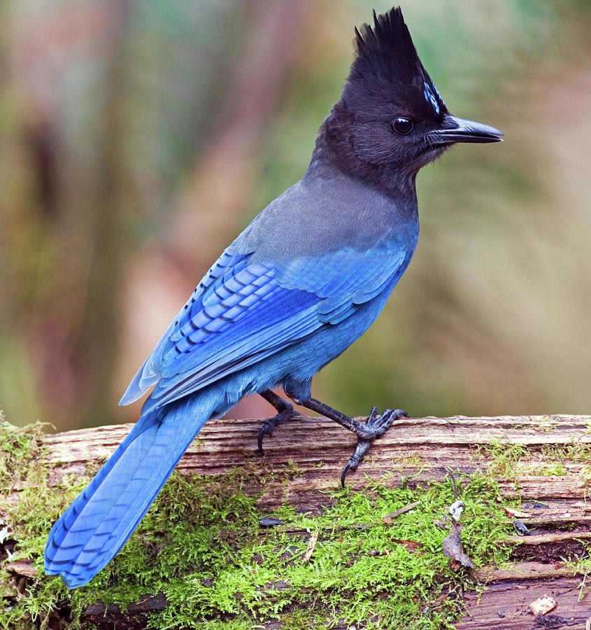 Nature Photograph - Stellers Jay III by Randall Ingalls