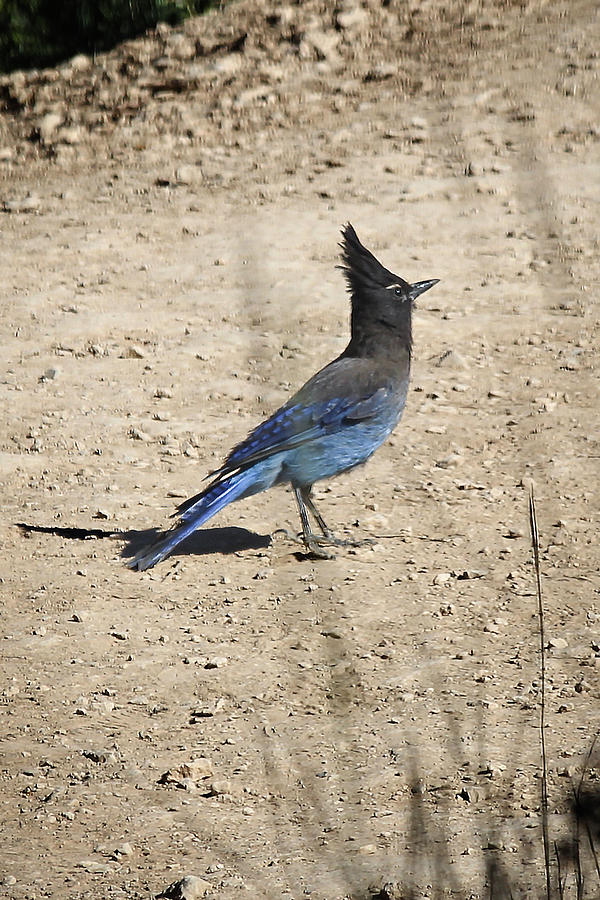 Stellers Jay in Bryce Canyon Photograph by Jemmy Archer