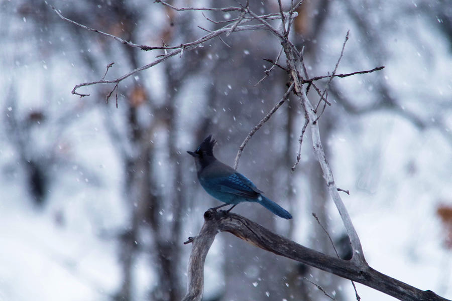 Stellers Jay in snowfall Photograph by Jeff Swan
