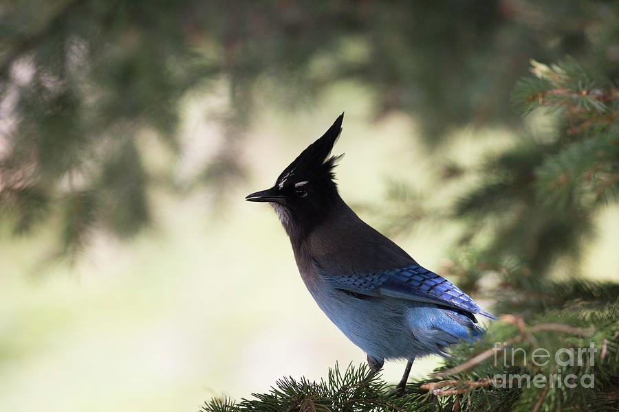 Stellers Jay in Spring Photograph by Natural Focal Point Photography