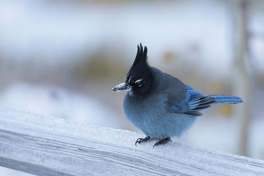 Stellers Jay in Winter Photograph by Jemmy Archer