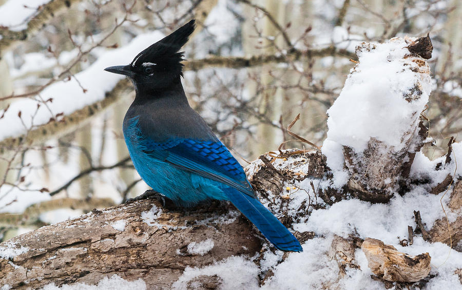 Stellers Jay in Winter Photograph by Mindy Musick King