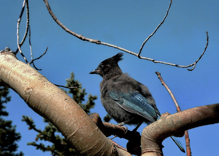 Stellers Jay Photograph by Jim Hill