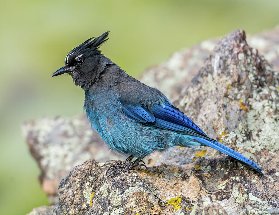 Steller's Jay Photograph by Michael Cunningham - Fine Art America