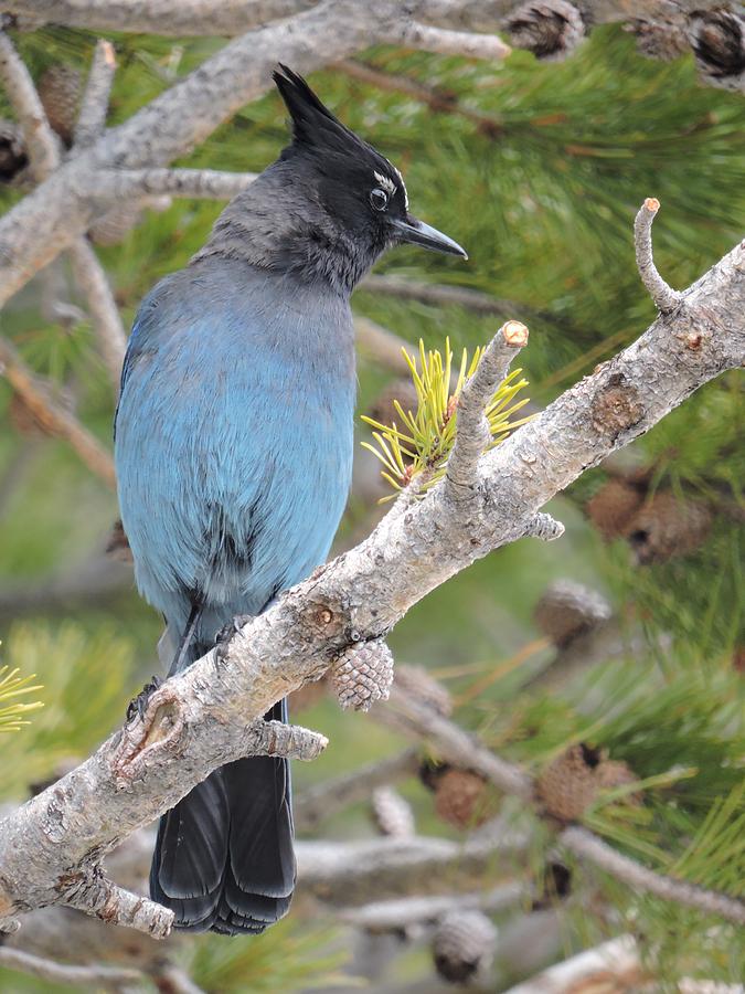 Stellers Jay Photograph by Nicole Belvill