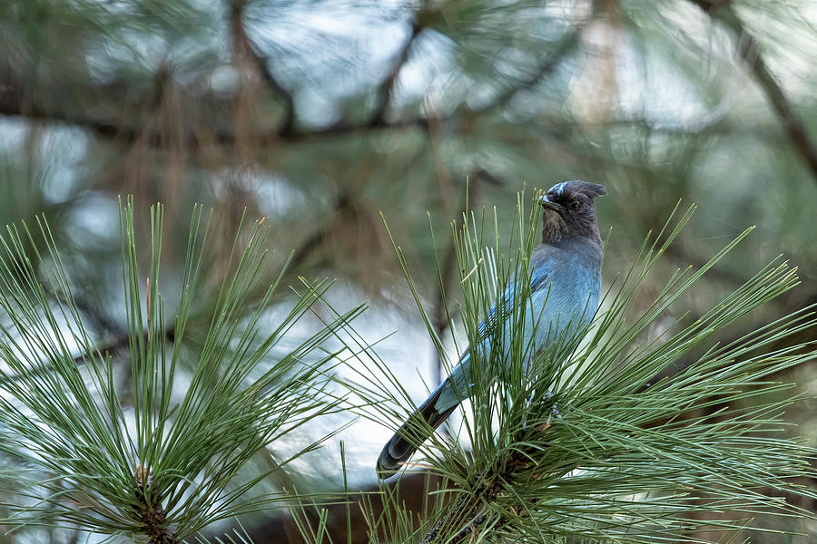 Stellers Jay, No. 1 Photograph by Belinda Greb