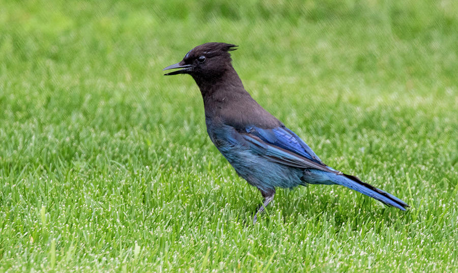 Steller's Jay on the lawn Photograph by Gloria Anderson