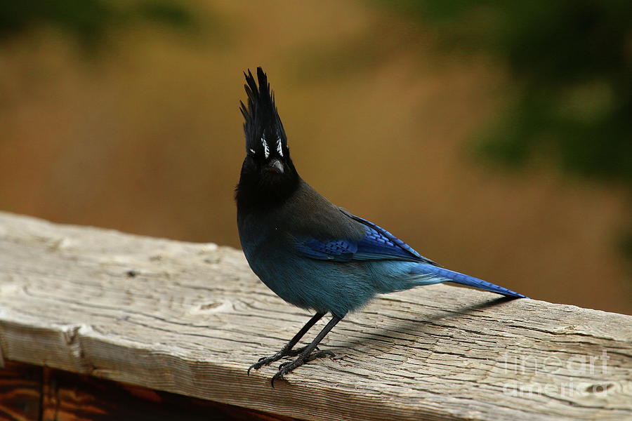 Stellers Jay Portrait Photograph by Christiane Schulze Art And Photography