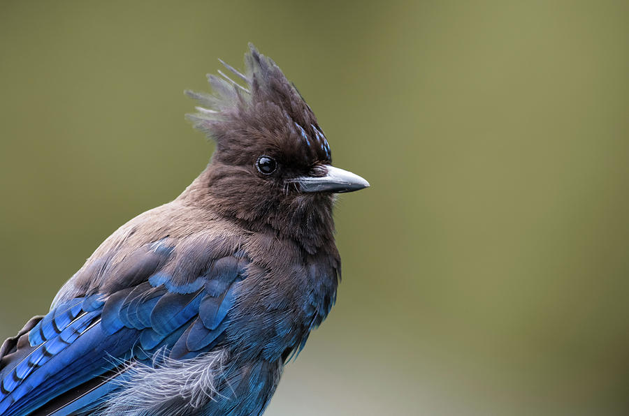 Stellers Jay portrait Photograph by Kathy King