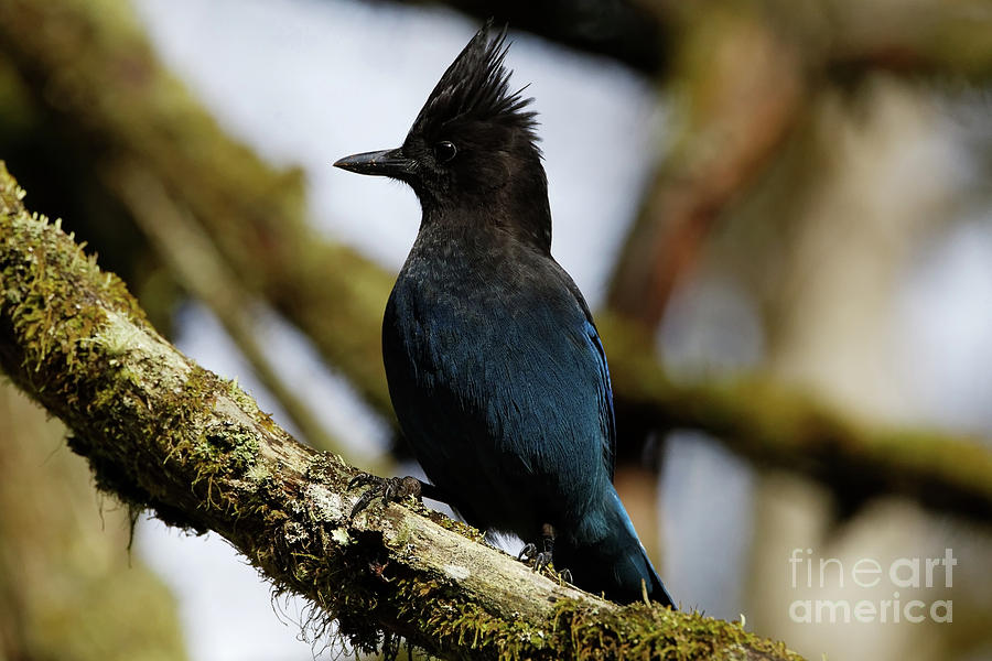 Stellers Jay Photograph by Sue Harper Stellers Jay Photograph by Sue Harper