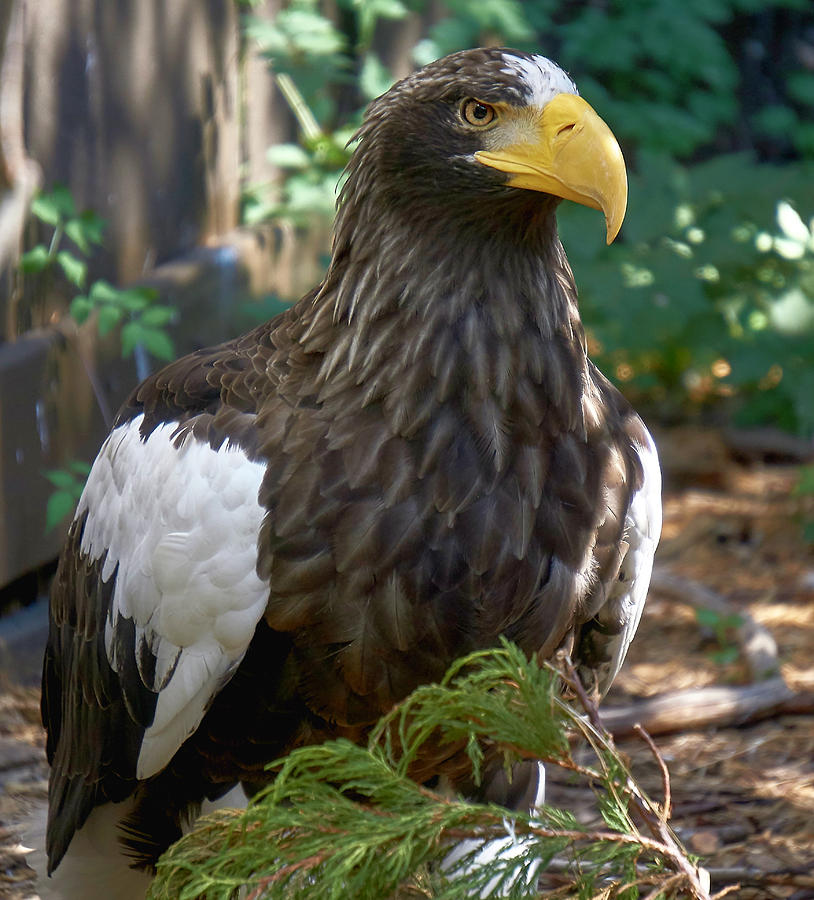 Steller's Sea Eagle Photograph by Charles Muziani - Pixels