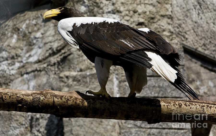 Stellers sea eagle Photograph by Irina Afonskaya