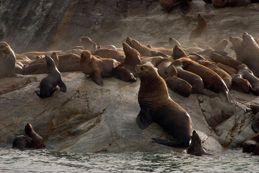 Stellers Sea Lions Eumetopias Jubatus Photograph by Ralph Lee Hopkins