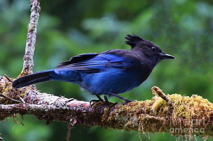 Stellers Jay Photograph by Marty Fancy