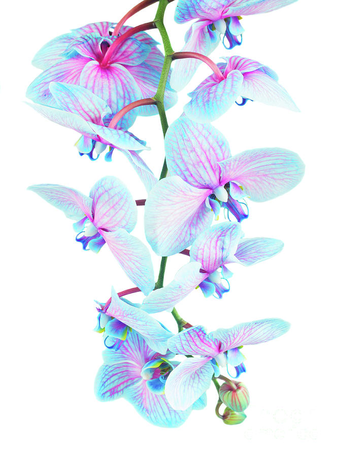 Stem of Blue Orchids Photograph by Anastasy Yarmolovich