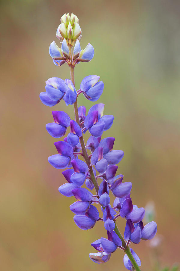 Stem Of Lupines Photograph