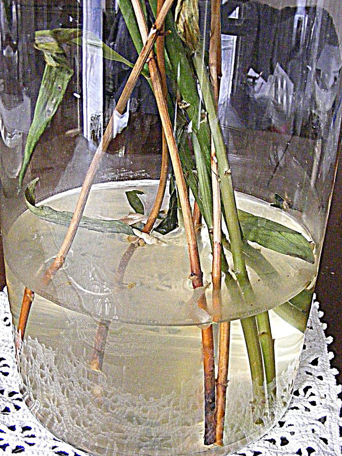 Stems and Water Photograph by Nancy Kane Chapman