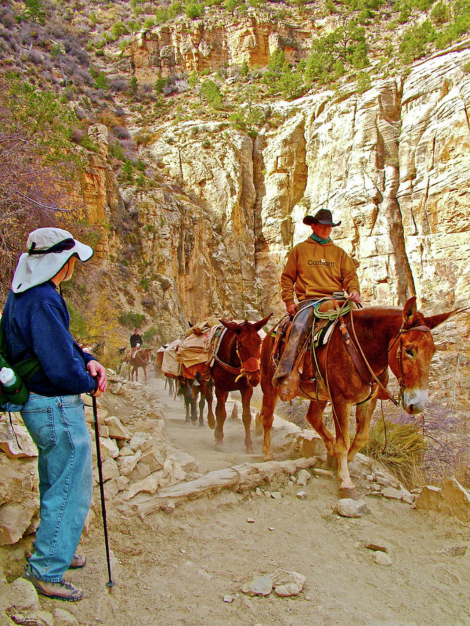 Step Aside for Pack Train Coming up Bright Angel Trail in Grand Canyon National Park-Arizona   Photograph by Ruth Hager