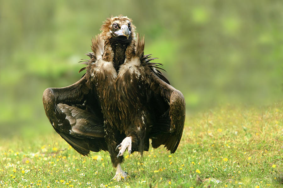 Vulture Photograph - Step Dancing by Nicolas Merino