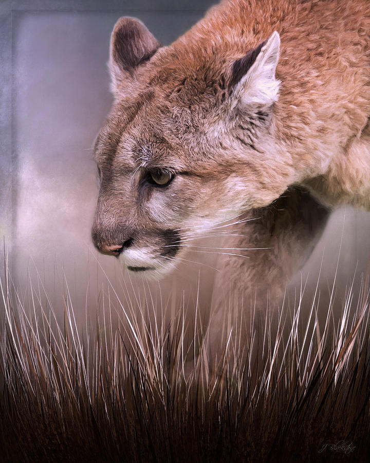 Step Forward - Cougar Art Painting by Jordan Blackstone