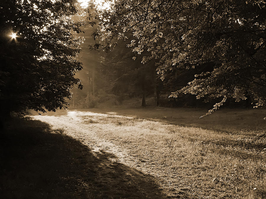 Step Out Of The Shadow Photograph by Daniel Csoka - Fine Art America