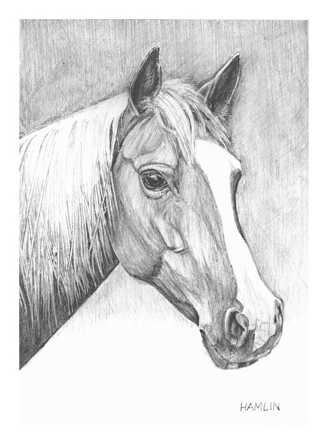 Stephanies Horse Drawing by Steve Hamlin