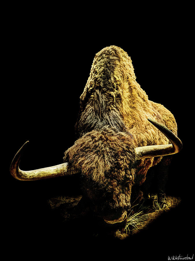 Steppe Bison Photograph by Weston Westmoreland