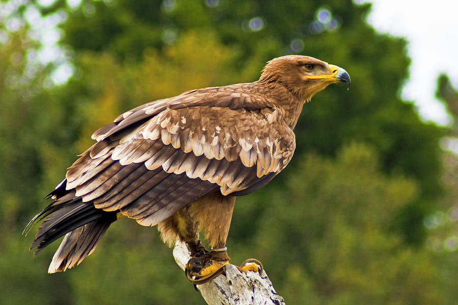 Steppe Eagle Photograph by Bill Barber