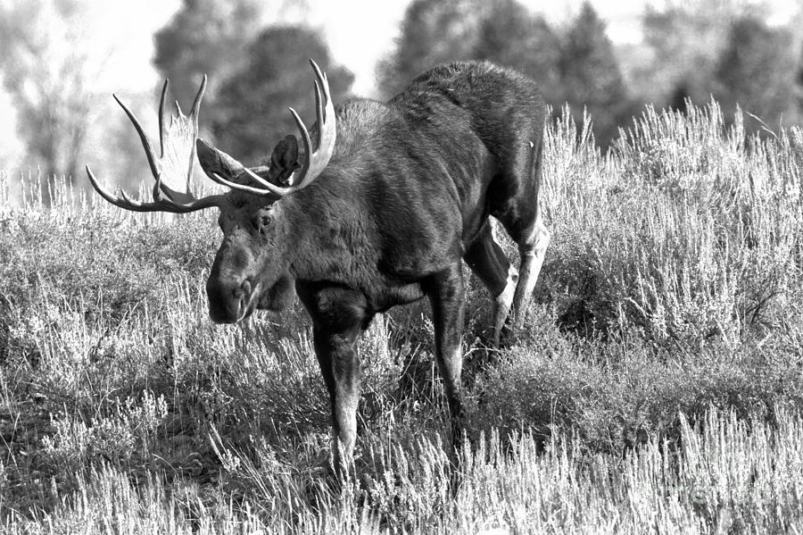 Stepping Down In Teton Black And White Photograph by Adam Jewell